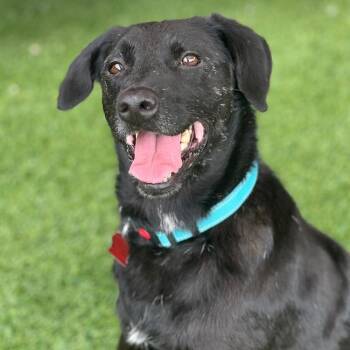 Snoopy -  Labrador Retriever and Terrier Dog for Adoption in San Diego, California - Snoopy | PetCurious