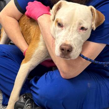Roger -  Mixed Breed Dog for Adoption in Greenville, South Carolina - Roger | PetCurious
