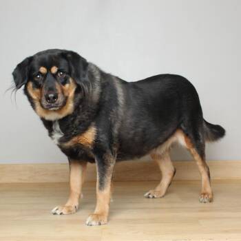 Niki D69343 -  German Shepherd Dog and Rottweiler Dog for Adoption in Minnetonka, Minnesota - Niki D69343 | PetCurious