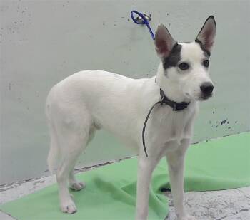 ALASKA -  Labrador Retriever and Mixed Breed Dog for Adoption in Houston, Texas - ALASKA | PetCurious