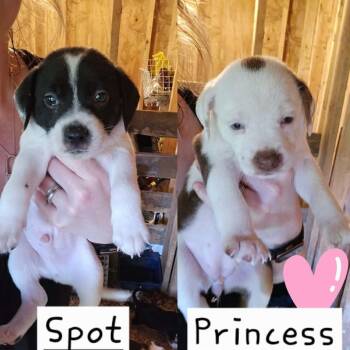Spots -  Hound and Pit Bull Terrier Dog for Adoption in Newark Valley, New York - Spots | PetCurious