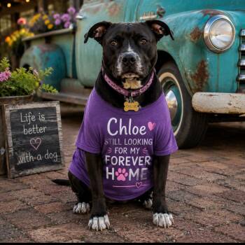Chloe -  American Staffordshire Terrier Dog for Adoption in Cumming, Georgia - Chloe | PetCurious