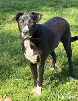 Ferrero -  Border Collie Dog Available for Adoption in Sun Prairie, Wisconsin - Ferrero | PetCurious