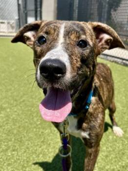 Snail King -  Mixed Breed Dog for Adoption in Wichita, Kansas - Snail King | PetCurious