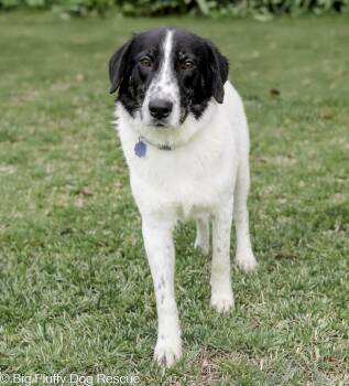 Great Pyrenees and Border Collie Dogs Available for Adoption in Nashville, Tennessee - Thatcher | PetCurious