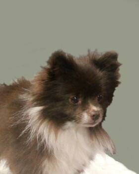 Pomeranian Dogs Available for Adoption in Floral City, Florida - YOSHI | PetCurious