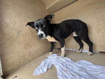 Pit Bull Terrier and Mixed Breed Dogs Available for Adoption in Oklahoma City, Oklahoma - A475319 | PetCurious