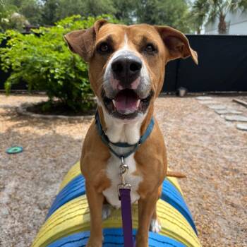 Kobe -  Mixed Breed Dog for Adoption in Sarasota, Florida - Kobe | PetCurious
