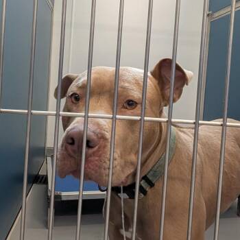 Mixed Breed Dogs Available for Adoption in Auburn, Alabama - Buster | PetCurious