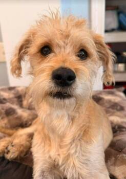 Border Terrier Dogs Available for Adoption - Tessa | PetCurious