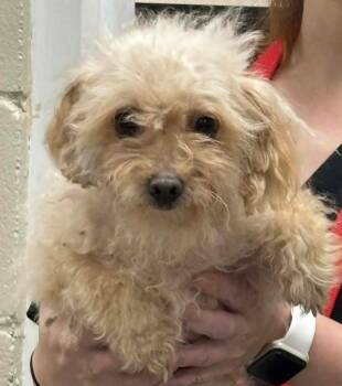 Maltipoo Dogs Available for Adoption - China | PetCurious