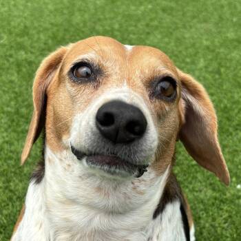 Lava Girl -  Beagle Dog for Adoption in Auburn, Nebraska - Lava Girl | PetCurious