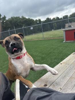 Rescue Terrier and Staffordshire Bull Terrier Dogs for Adoption in Harrisonville, Missouri - Bruno | PetCurious