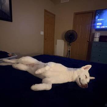 Landlubber -  Siberian Husky Dog for Adoption - Landlubber | PetCurious