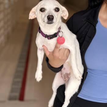 Chi Chi -  Chihuahua Dog for Adoption in Chicago, Illinois - Chi Chi | PetCurious