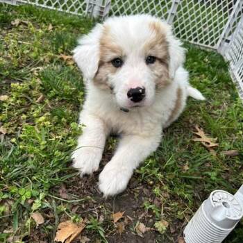 Great Pyrenees Dogs Available for Adoption in Overland Park, Kansas - Goose | PetCurious