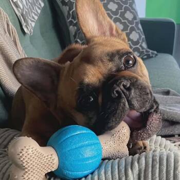 Gnocchi -  French Bulldog Dog for Adoption in Red Deer, Alberta - Gnocchi | PetCurious