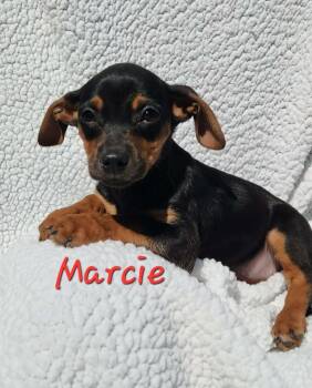 Chihuahua and Beagle Dogs Available for Adoption - Marcie | PetCurious