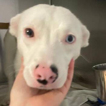 Button -  Husky and Terrier Dog for Adoption in South Elgin, Illinois - Button | PetCurious