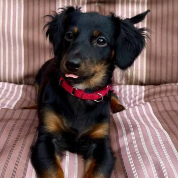 Rosie 22506 -  Dachshund and Mixed Breed Dog for Adoption in Cumming, Georgia - Rosie 22506 | PetCurious