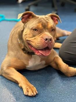 Mia -  Pit Bull Terrier and Mixed Breed Dog Available for Adoption in King William, Virginia - Mia | PetCurious