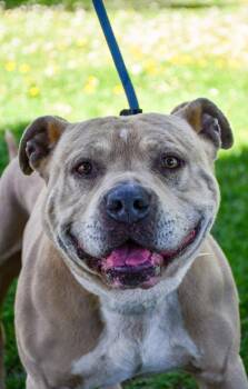 American Staffordshire Terrier and Pit Bull Terrier Dogs Available for Adoption in Yakima, Washington - Short King | PetCurious