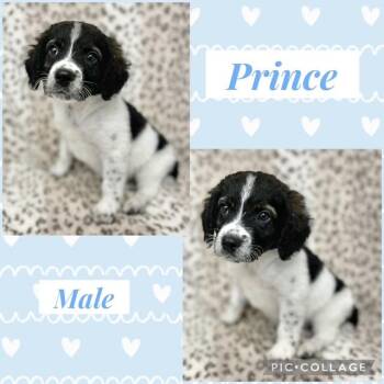 Hound Dogs Available for Adoption - Prince | PetCurious