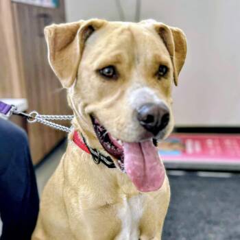 Rescue Labrador Retriever and Husky Dogs for Adoption in Niagara Falls, Ontario - Moki (20250927-02) | PetCurious