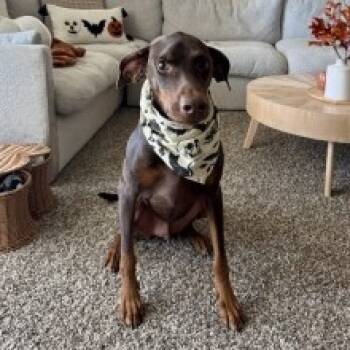 Rescue Doberman Pinscher Dogs for Adoption in Phoenix, Arizona - Moose | PetCurious