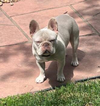 Benny -  French Bulldog Dog for Adoption in Thornton, Colorado - Benny | PetCurious