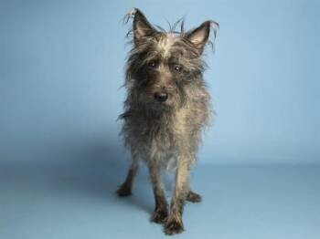MINNIE -  Cairn Terrier and Mixed Breed Dog for Adoption in Phoenix, Arizona - MINNIE | PetCurious