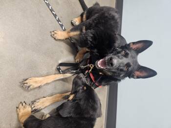 Trinity -  German Shepherd Dog Dog for Adoption in Mesa, Arizona - Trinity | PetCurious