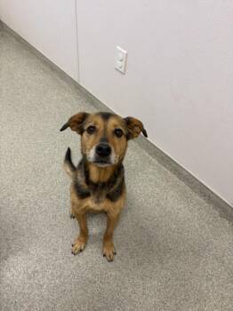 German Shepherd Dog and Mixed Breed Dogs Available for Adoption in Loveland, Colorado - ABBY | PetCurious