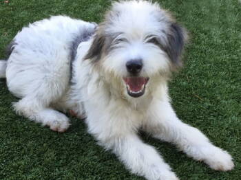 Rescue Wheaten Terrier and Bearded Collie Dogs for Adoption in Agoura Hills, California - BARBIE AND KEN | PetCurious