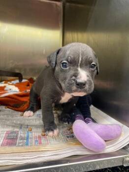 Mixed Breed Dogs Available for Adoption - Alan | PetCurious