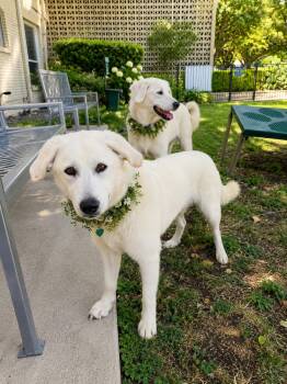 Prisa and Nala. Bonded sisters -  Yellow Labrador Retriever and Great Pyrenees Dog for Adoption in Dallas, Texas - Prisa And Nala. Bonded Sisters | PetCurious