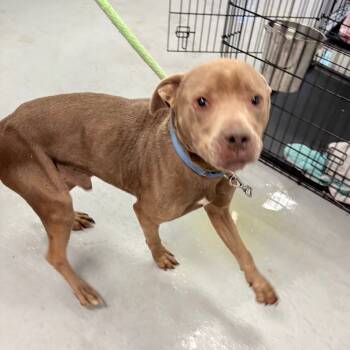 Rescue Mixed Breed Dogs for Adoption in Philadelphia, Pennsylvania - Spencer | PetCurious