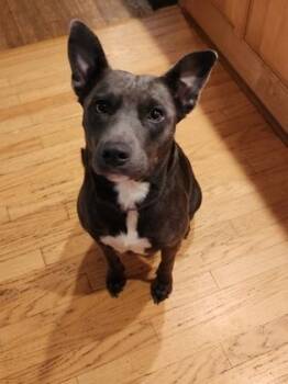 Delores -  Pit Bull Terrier and Mixed Breed Dog for Adoption in Atlanta, Georgia - Delores | PetCurious