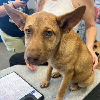 Rescue Terrier Dogs for Adoption in Marshall, Texas - Pretty Eyes | PetCurious