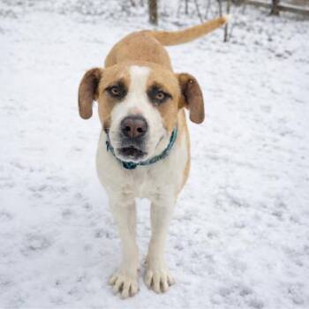 Boxer and Black Mouth Cur Dogs Available for Adoption - Sweet Ruth | PetCurious