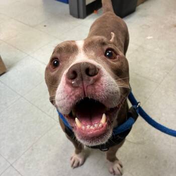 Muscles Marinara -  Mixed Breed Dog for Adoption in Philadelphia, Pennsylvania - Muscles Marinara | PetCurious