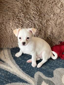 Bitty -  Maltese and Shih Tzu Dog for Adoption in Waterloo, Illinois - Bitty | PetCurious
