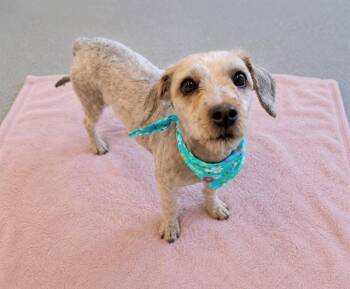 Poodle and Yorkshire Terrier Dogs Available for Adoption in Tustin, California - MANDY | PetCurious