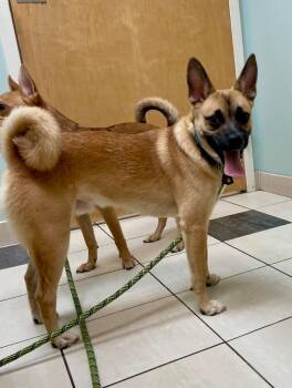 Cash -  Mixed Breed Dog for Adoption in Hampton, Virginia - Cash | PetCurious