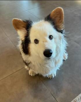 Buddie -  Corgi Dog for Adoption in Newmanstown, Pennsylvania - Buddie | PetCurious