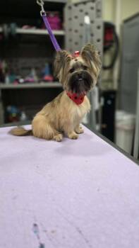Eevee -  Yorkshire Terrier and Pomeranian Dog Available for Adoption - Eevee | PetCurious