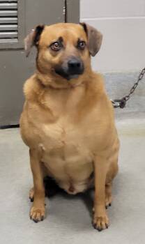 Rescue Terrier Dogs for Adoption in Hopkinsville, Kentucky - Jango | PetCurious