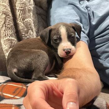Grumpy -  Labrador Retriever and Pit Bull Terrier Dog for Adoption in Alma, Michigan - Grumpy | PetCurious