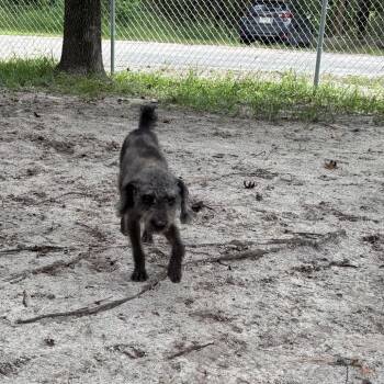 Stripe 29890 -  Poodle and Mixed Breed Dog for Adoption in Middleburg, Florida - Stripe 29890 | PetCurious