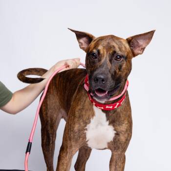 Rescue Pit Bull Terrier Dogs for Adoption in Columbia, South Carolina - Matrix | PetCurious